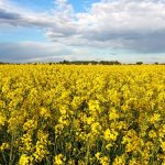 افزایش دو برابری سطح زیر کشت دانه های روغنی در آذربایجان غربی
