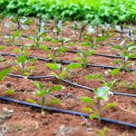 کاهش ۵میلیارد متر مکعبی مصرف آب در حوزه کشاورزی با اصلاح روش آبیاری