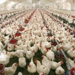۸۶ هزار میلیارد ریال ارزش سرمایه گذاری در صنعت طیور آذربایجان‌غربی است
