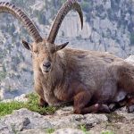 افزایش جمعیت حیات وحش در آذربایجان‌غربی