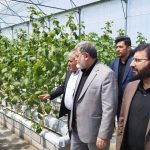 گلخانه هیدروپونیک تولید سبزی و صیفی در ارومیه به بهره برداری رسید